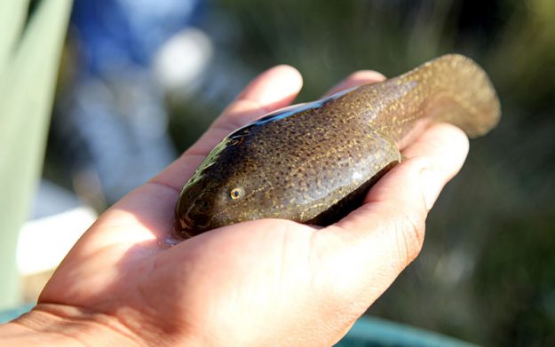 conservacon-de-anfibios-altoandinos