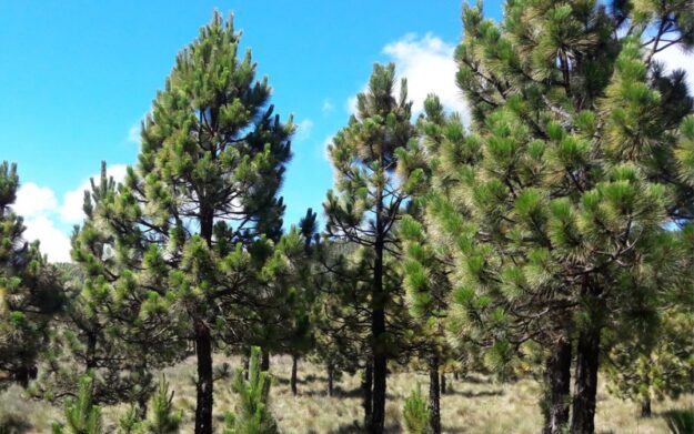 Presentación de proyecto con Concytec